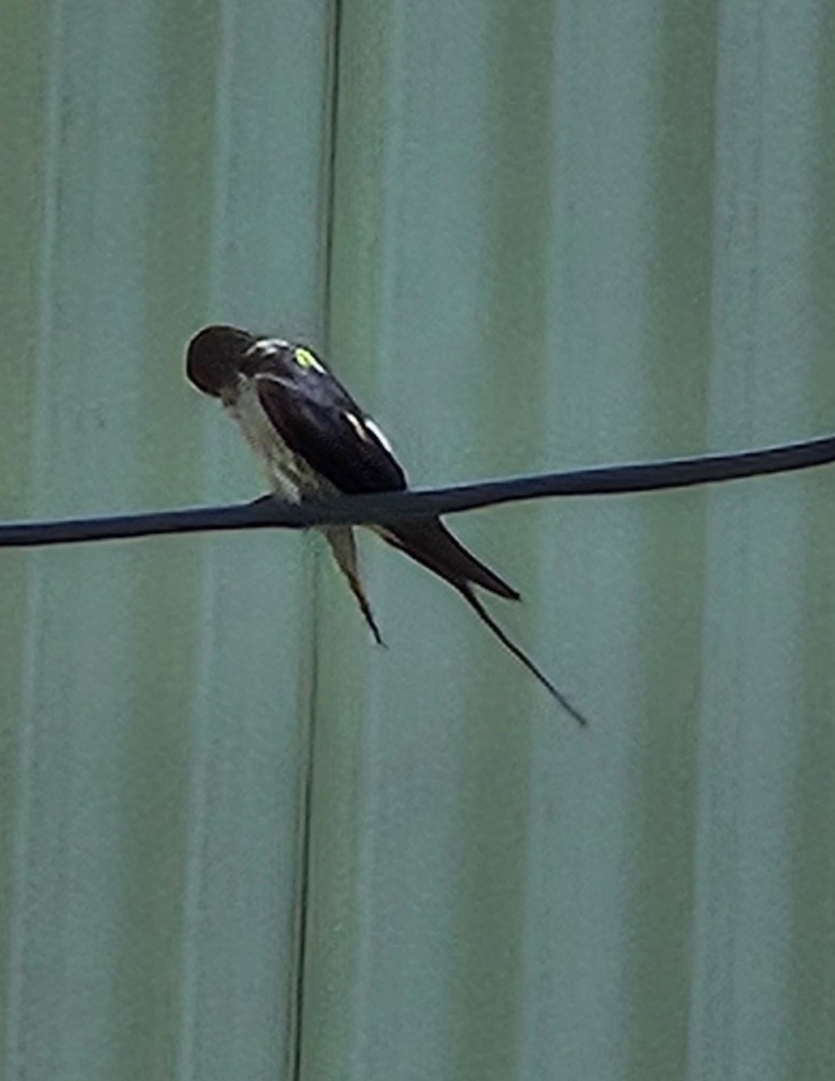 Striated Swallow - ML620824915