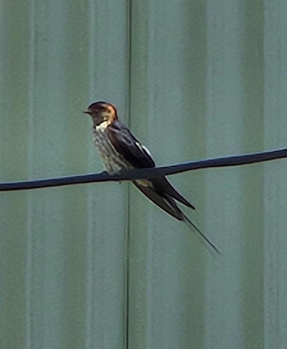 Striated Swallow - ML620824916