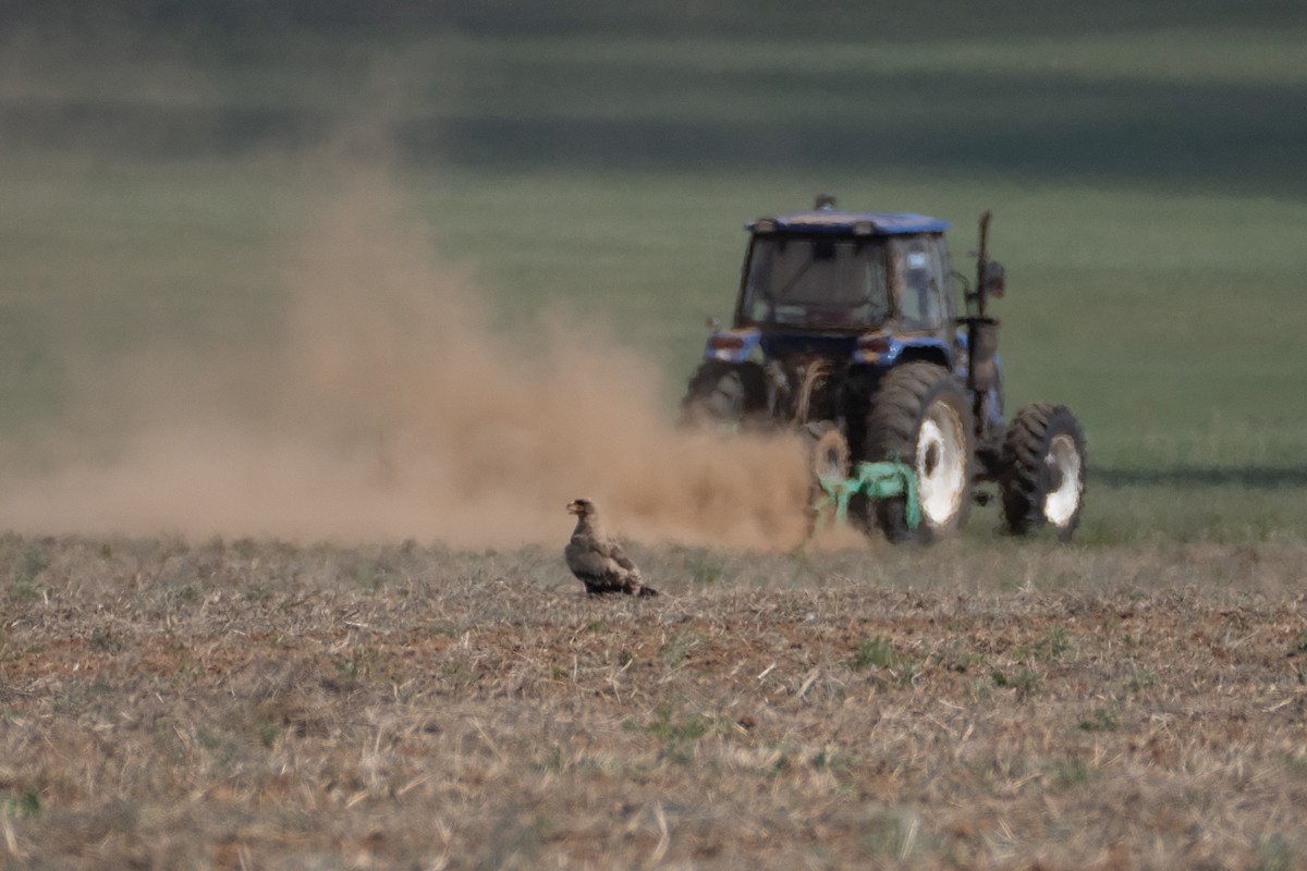 Steppe Eagle - ML620824917