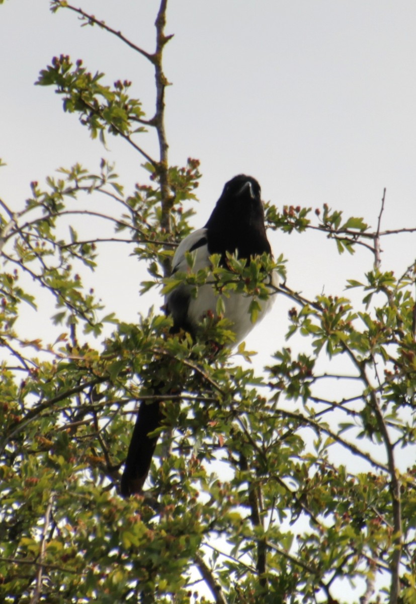 Eurasian Magpie (Eurasian) - ML620824918