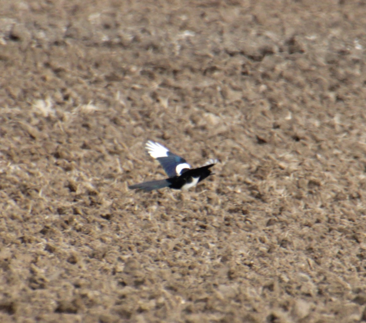 Eurasian Magpie (Eurasian) - ML620824919