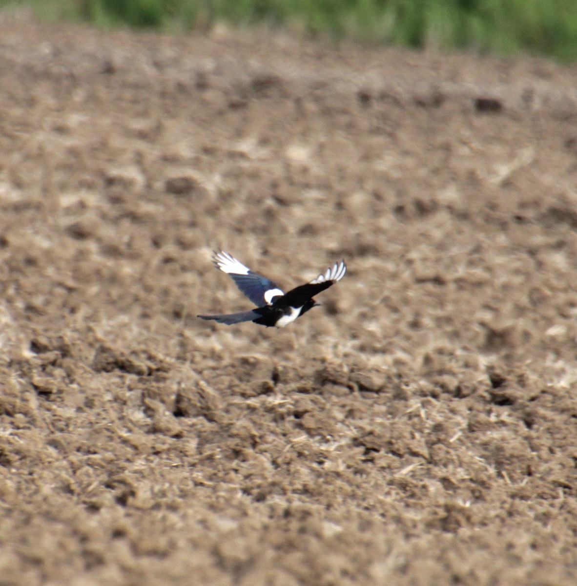 Eurasian Magpie (Eurasian) - ML620824920