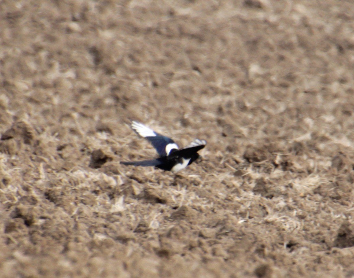 Eurasian Magpie (Eurasian) - ML620824921