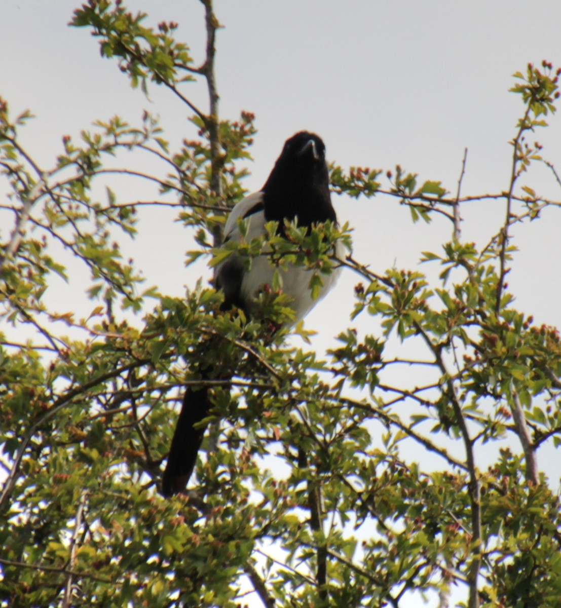 Eurasian Magpie (Eurasian) - ML620824922