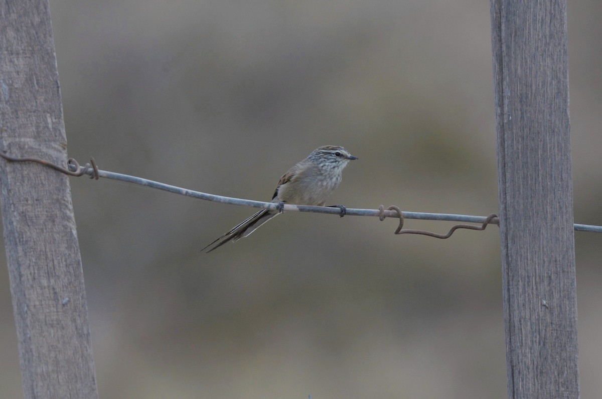 Plain-mantled Tit-Spinetail - ML620824923