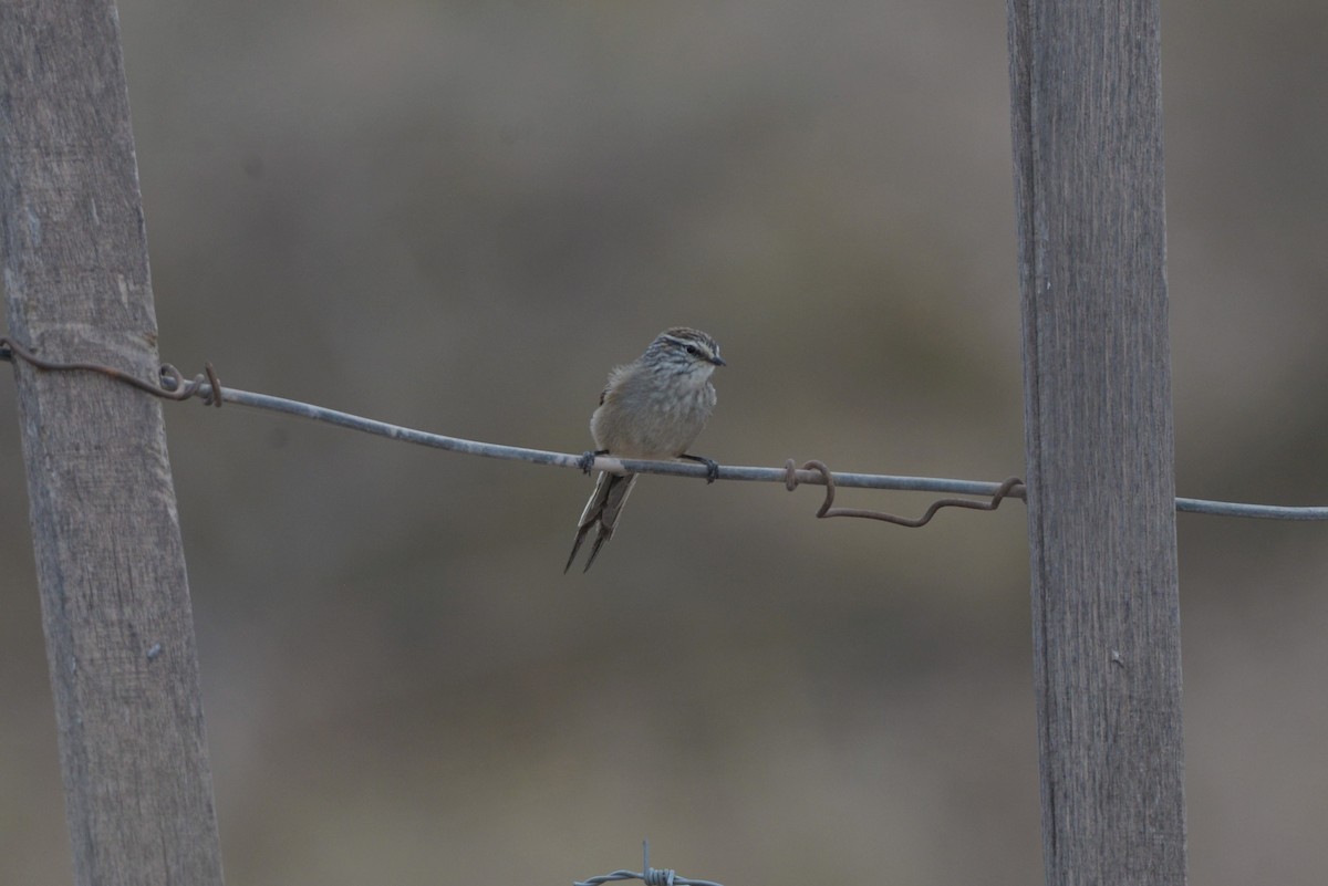 Plain-mantled Tit-Spinetail - Júlio César Machado