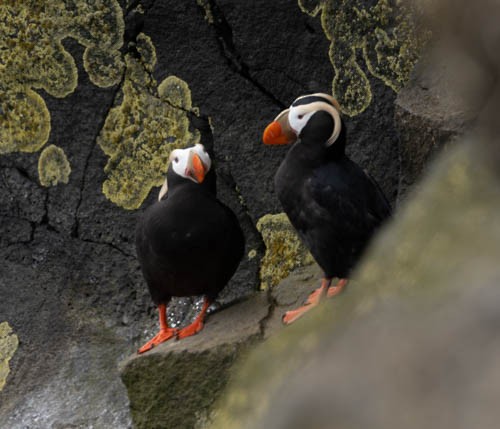 Tufted Puffin - ML620824925