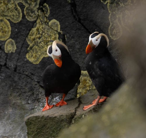 Tufted Puffin - ML620824926