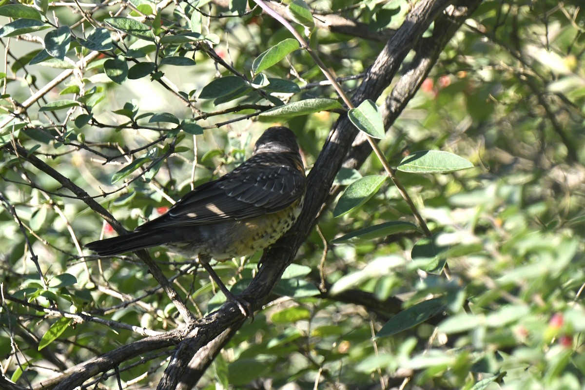 American Robin - ML620824927