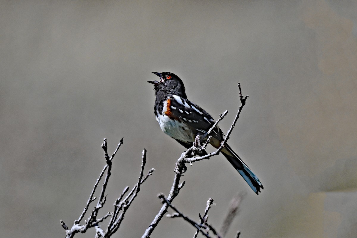 Spotted Towhee - ML620824932