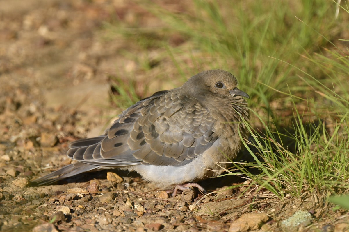 Mourning Dove - ML620824933