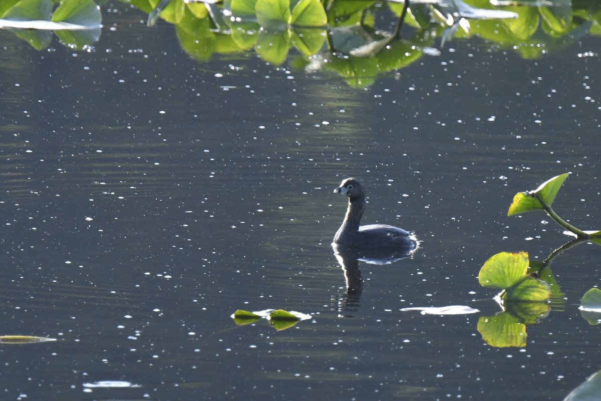 Pied-billed Grebe - ML620824936