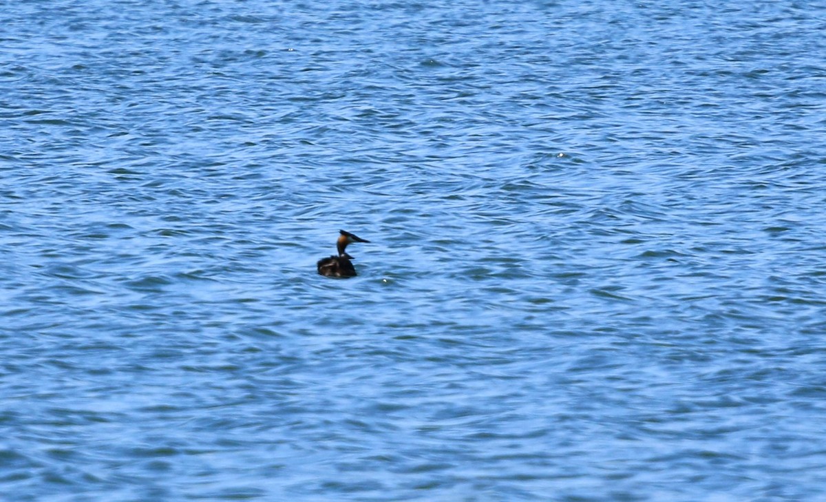 Great Crested Grebe - ML620824938