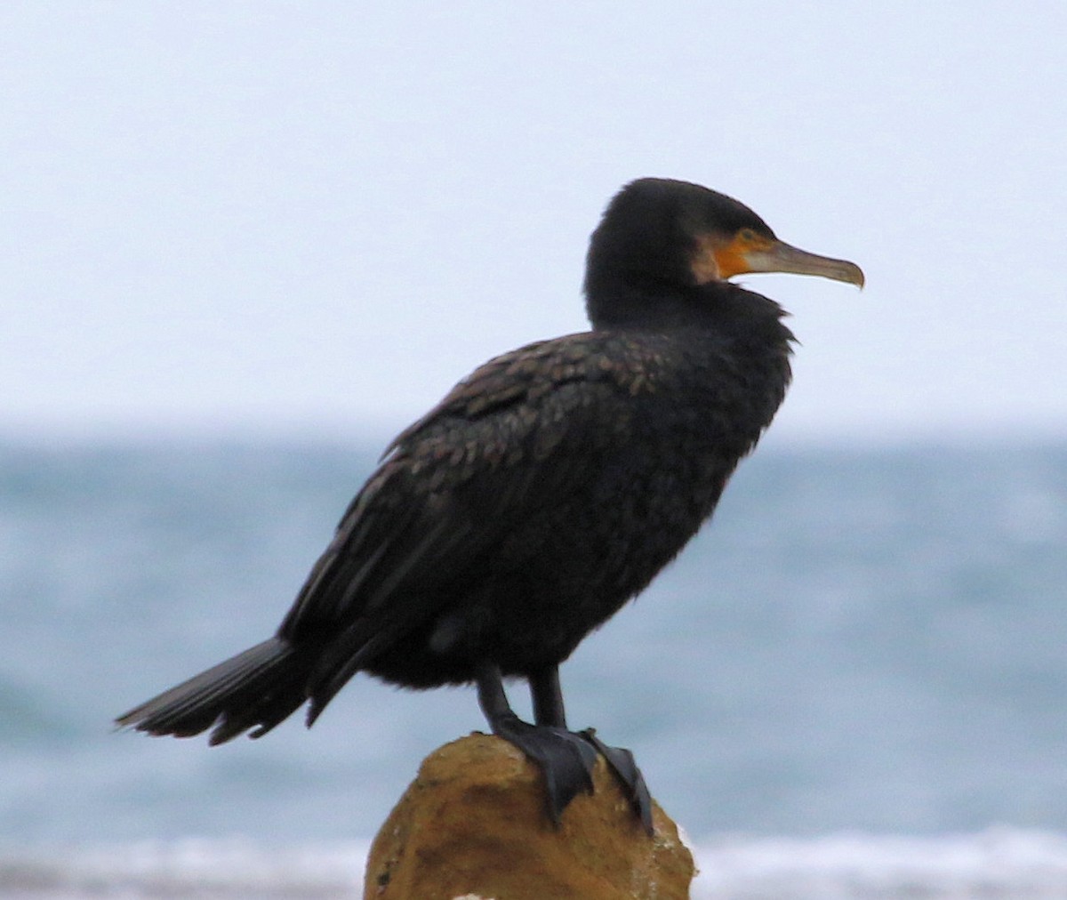 Great Cormorant - ML620824940