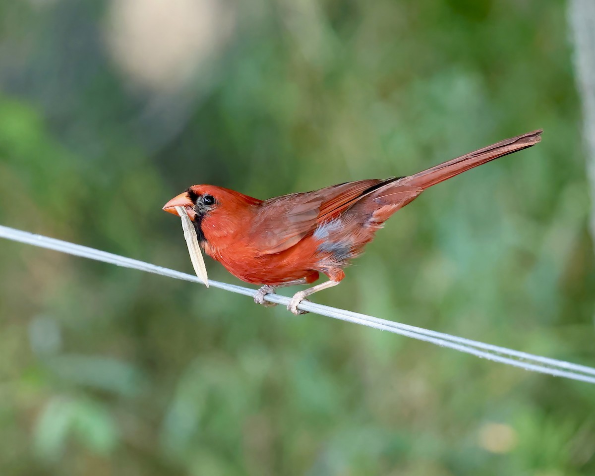 Cardinal rouge - ML620824941