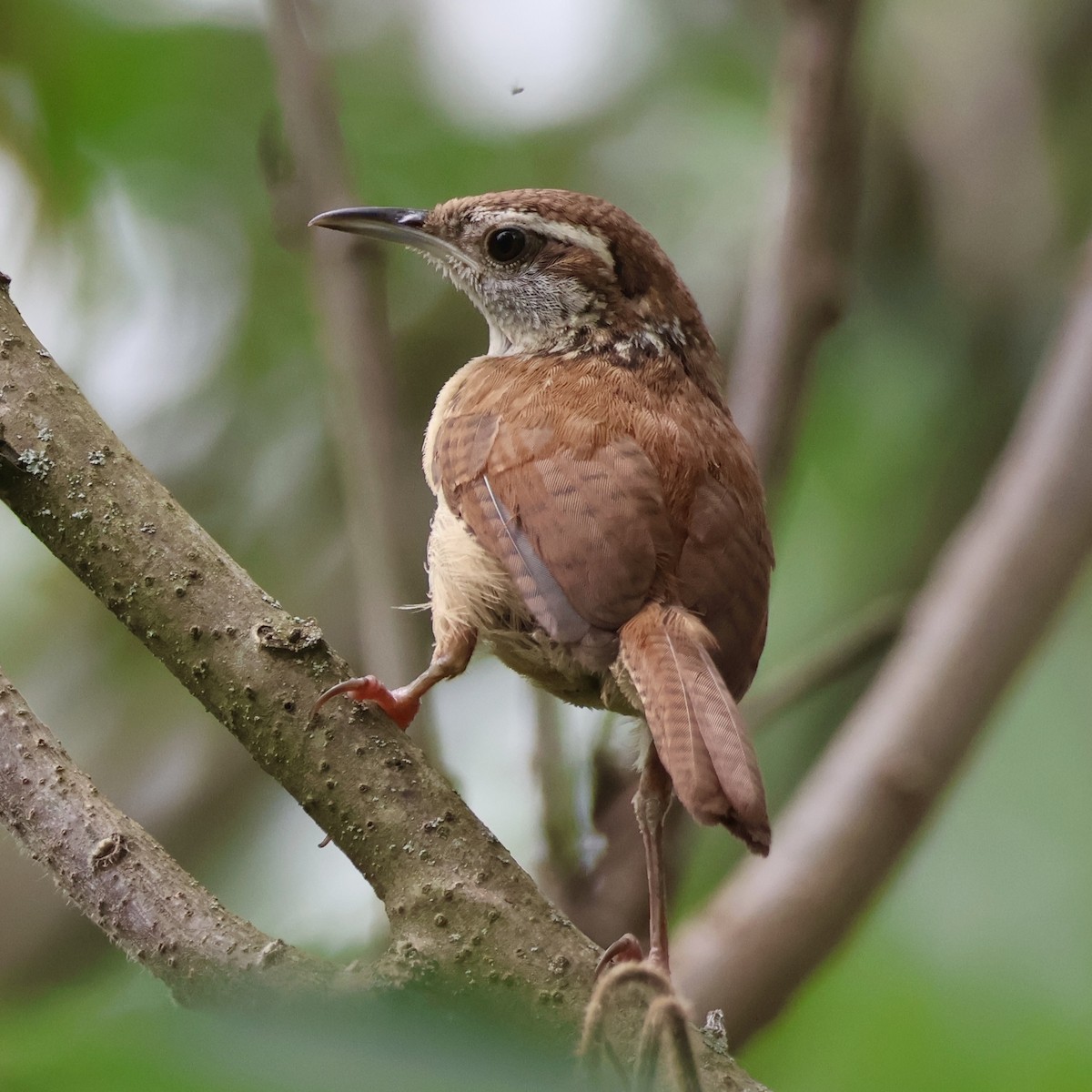 Carolina Wren - ML620824947