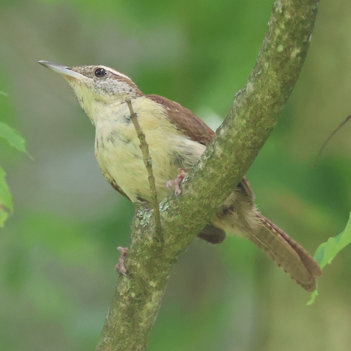 Carolina Wren - ML620824948