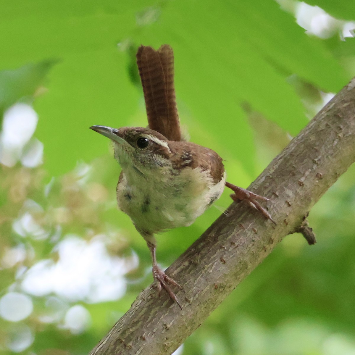 Carolina Wren - ML620824949