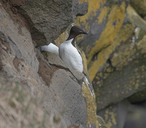 Thick-billed Murre - ML620824953