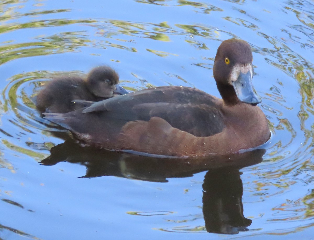 Tufted Duck - Alfonso Luengo