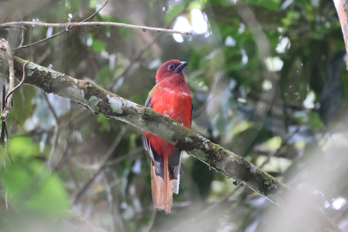 Red-headed Trogon - ML620824957