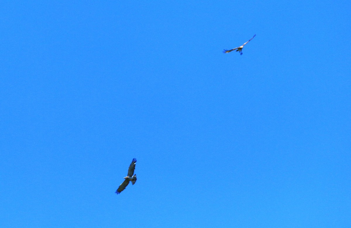 Short-toed Snake-Eagle - ML620824958