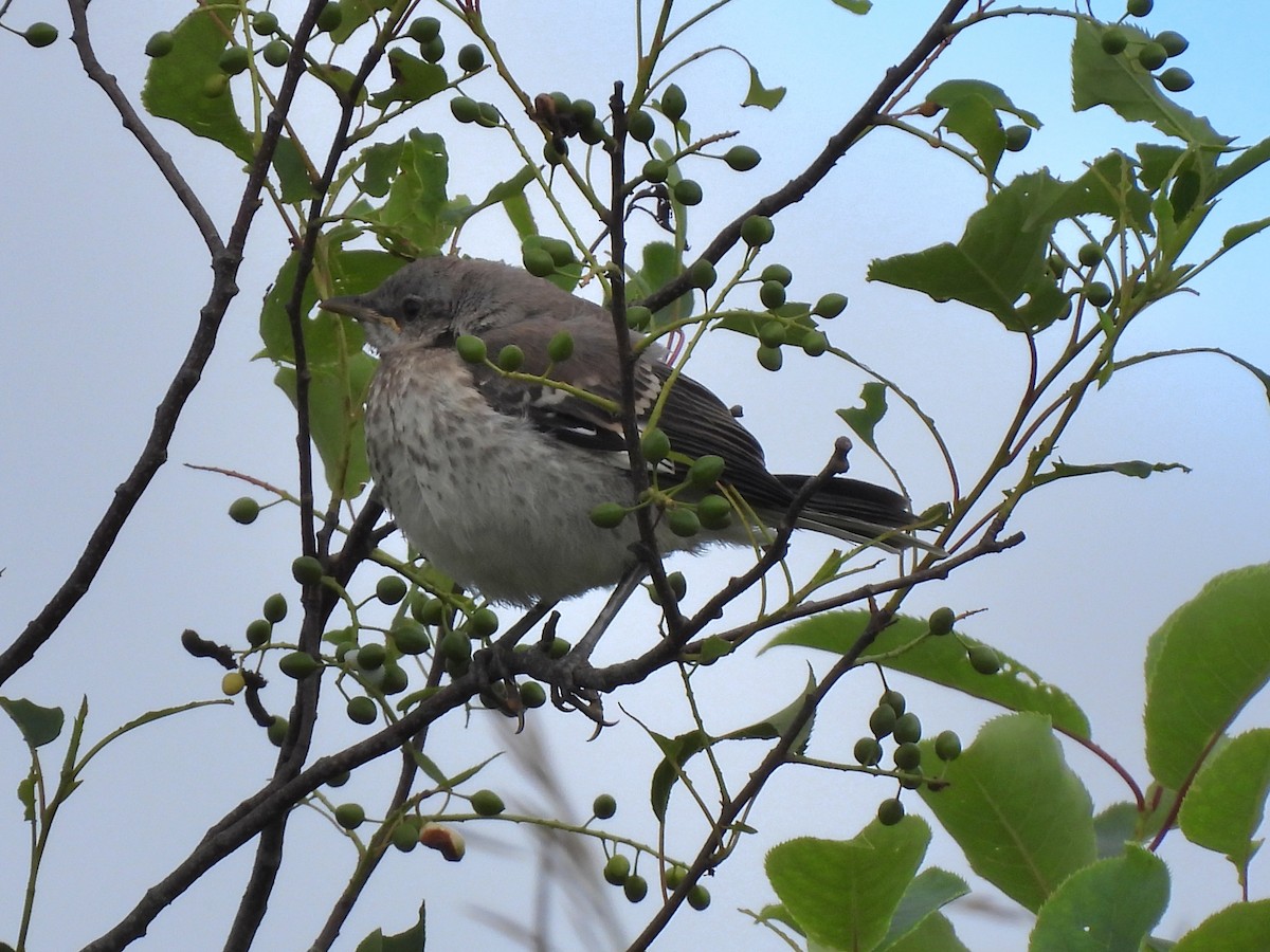 Northern Mockingbird - ML620824960