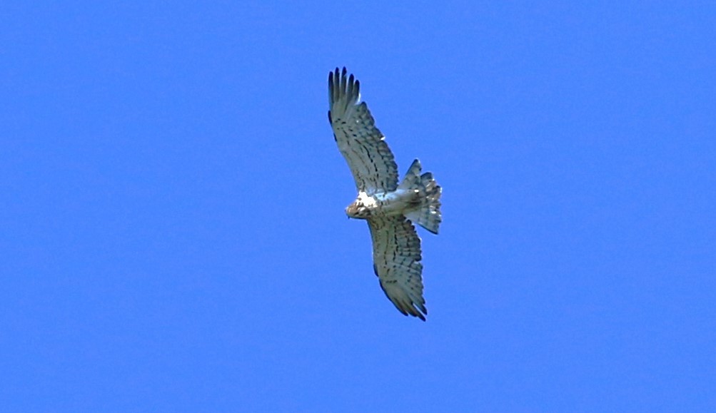 Short-toed Snake-Eagle - ML620824961