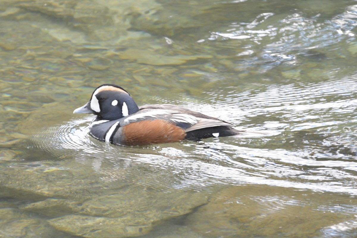 Harlequin Duck - Ian Thomson