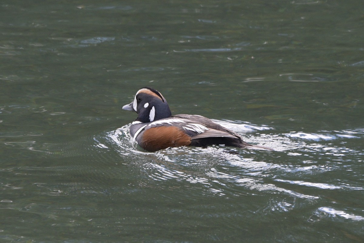 Harlequin Duck - ML620824972