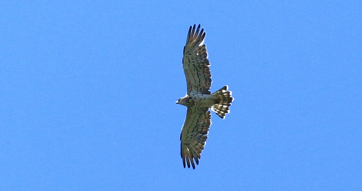 Short-toed Snake-Eagle - ML620824973