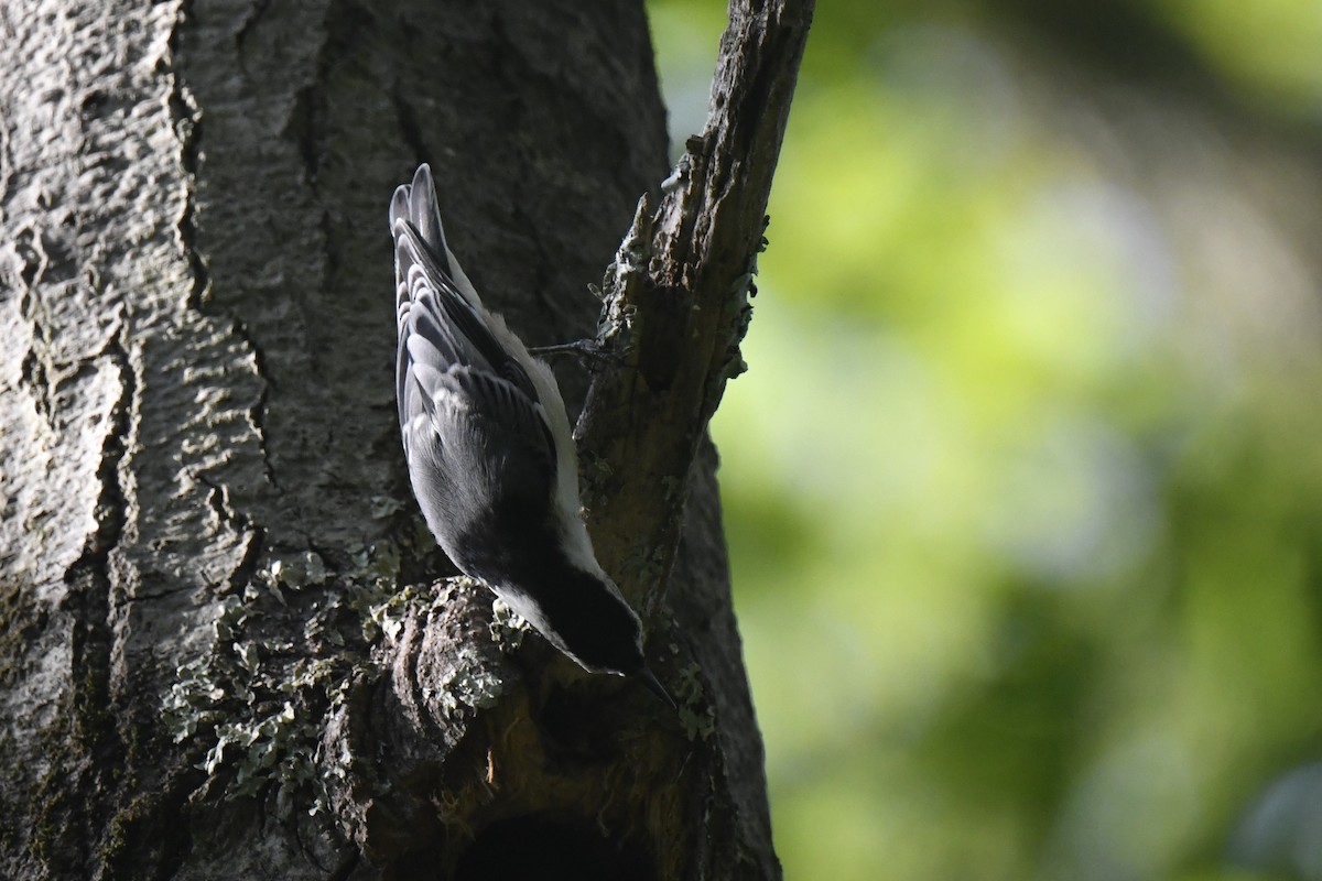 White-breasted Nuthatch - ML620824974