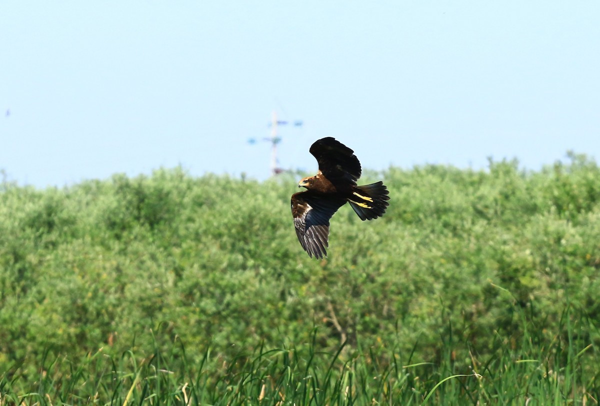 Western Marsh Harrier - ML620824975