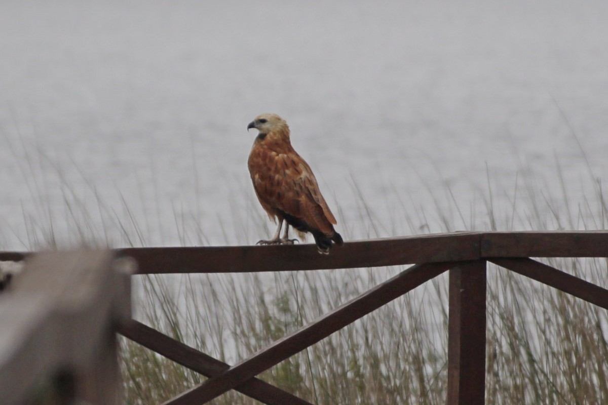 Black-collared Hawk - ML620824976