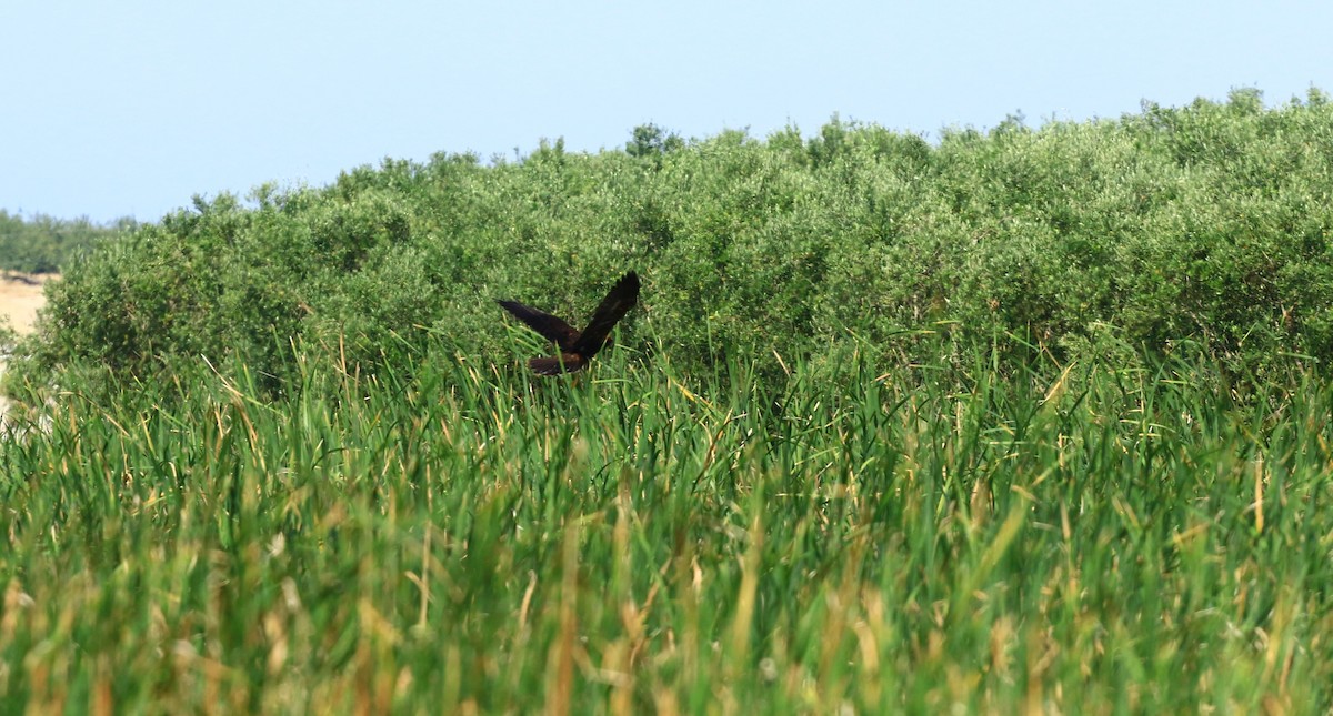 Western Marsh Harrier - Manuel António Marques