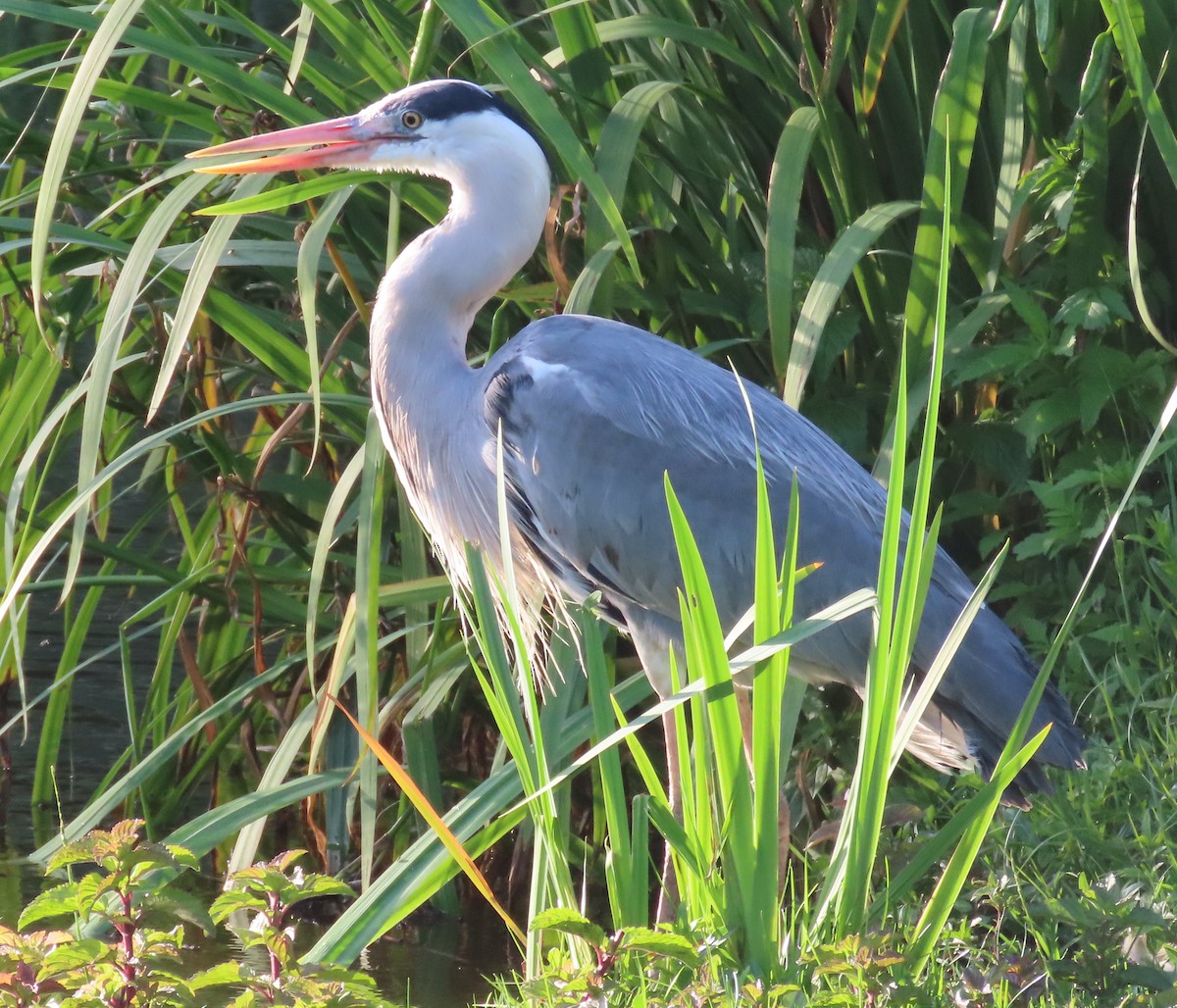 Gray Heron - ML620824978