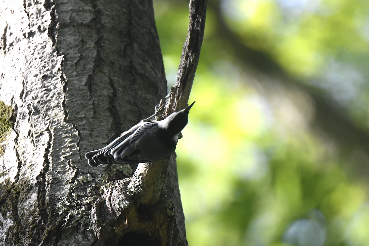 White-breasted Nuthatch - ML620824979