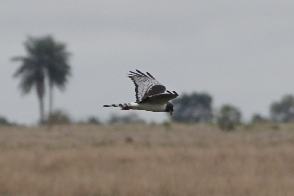 Long-winged Harrier - ML620824980