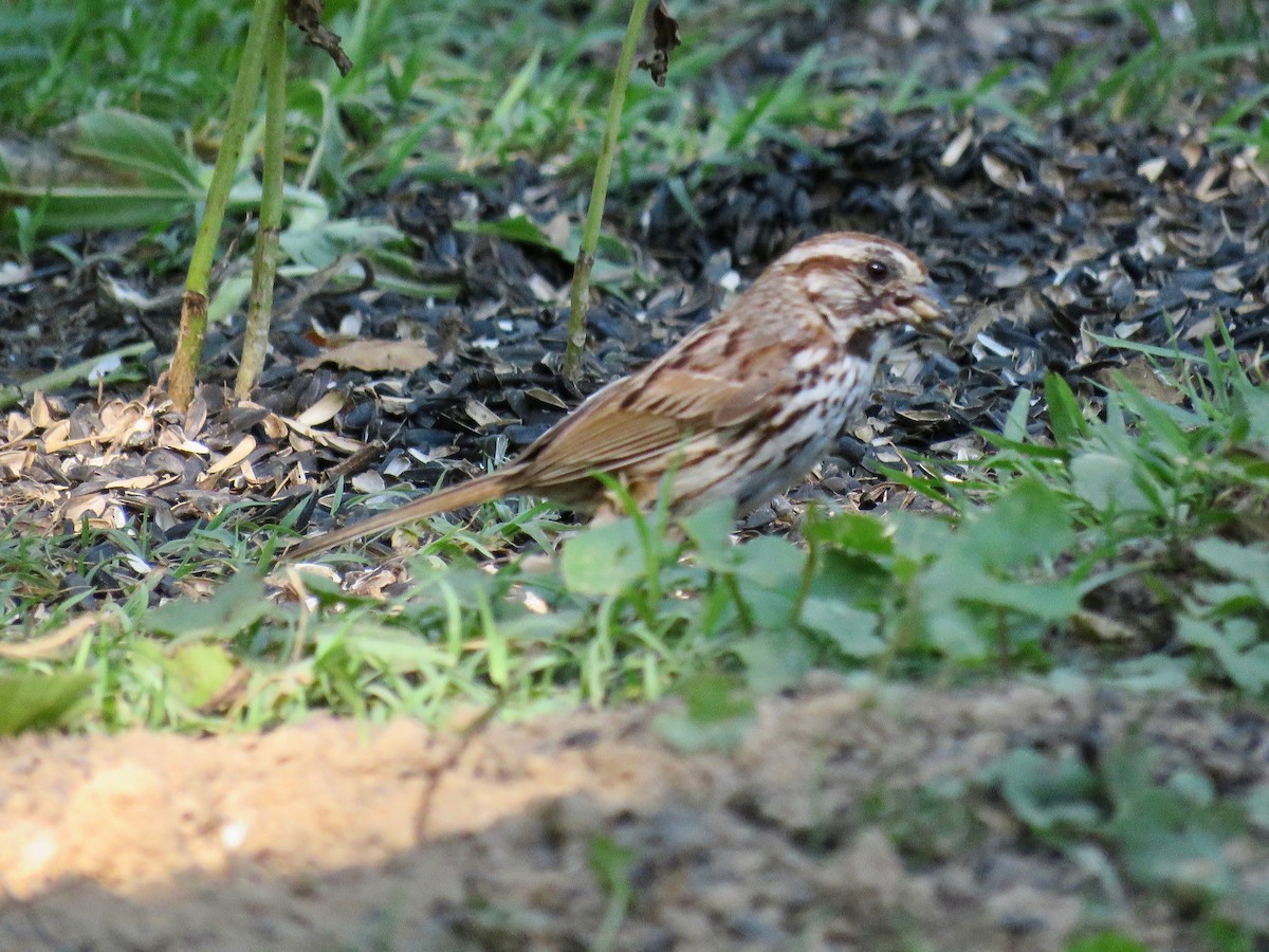 Song Sparrow - ML620824981