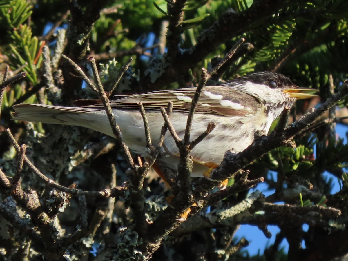 Paruline rayée - ML620824982