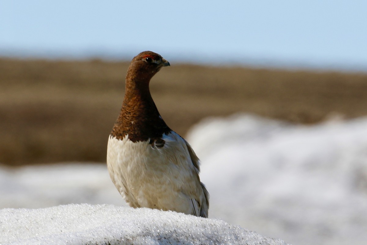 Willow Ptarmigan - ML620824984