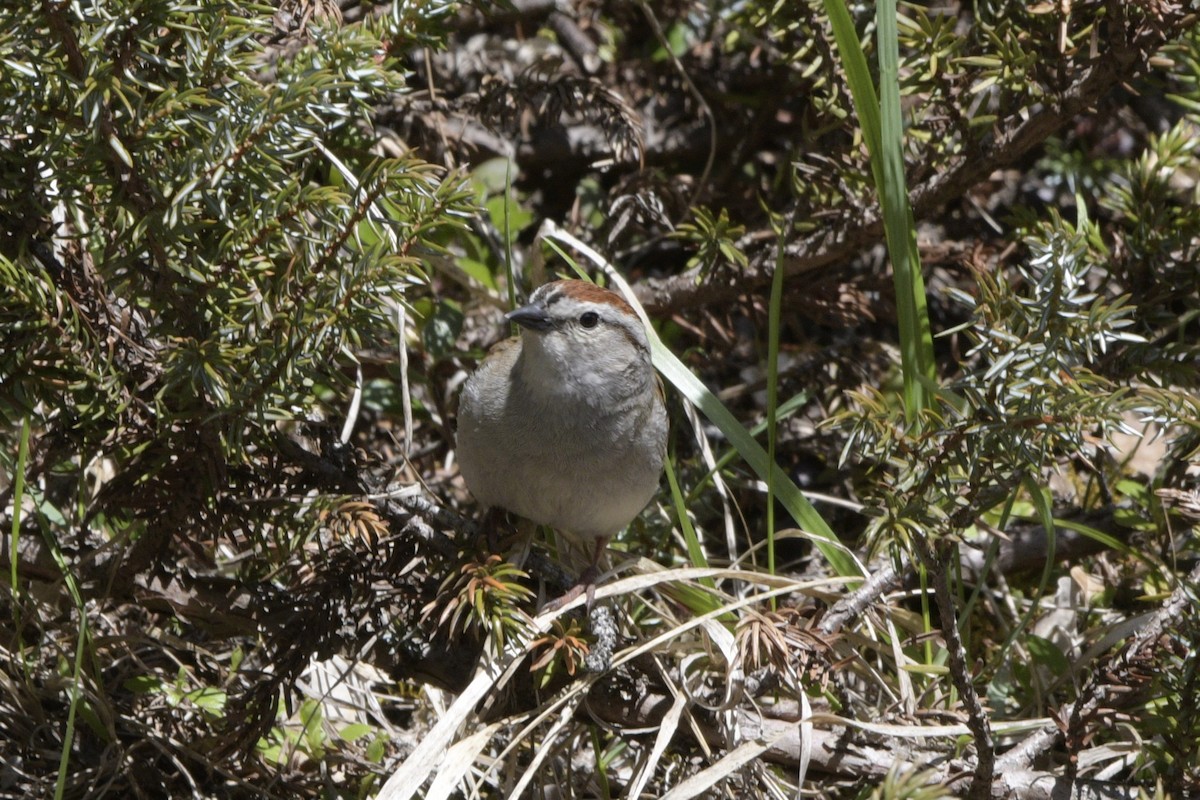 Chipping Sparrow - ML620824988