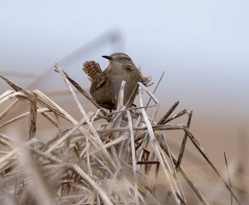 Pacific Wren - ML620824999