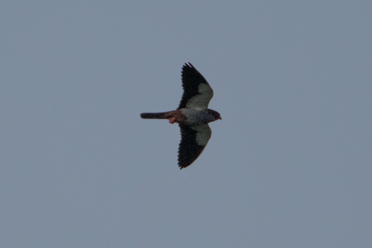 Amur Falcon - ML620825002