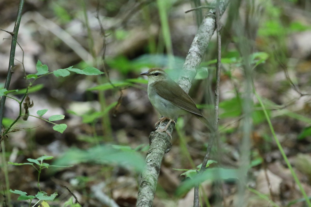 Swainsonwaldsänger - ML620825003