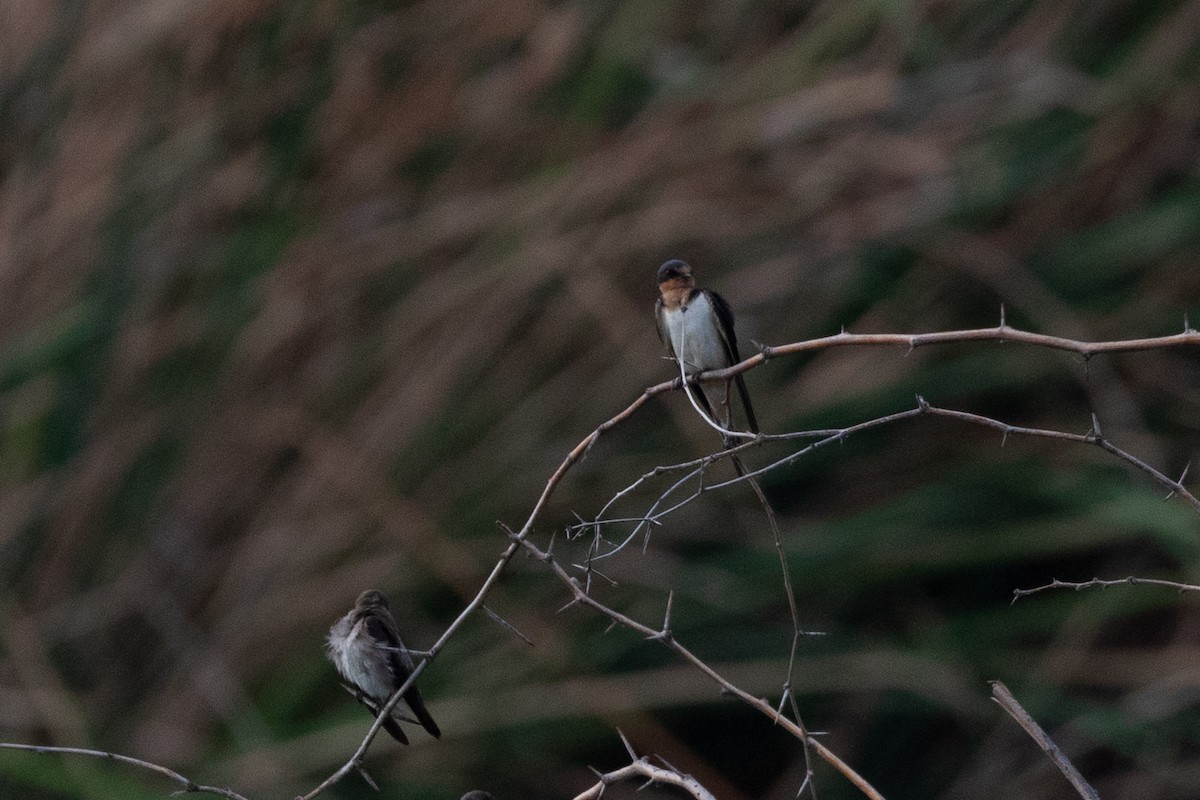 Barn Swallow - ML620825005