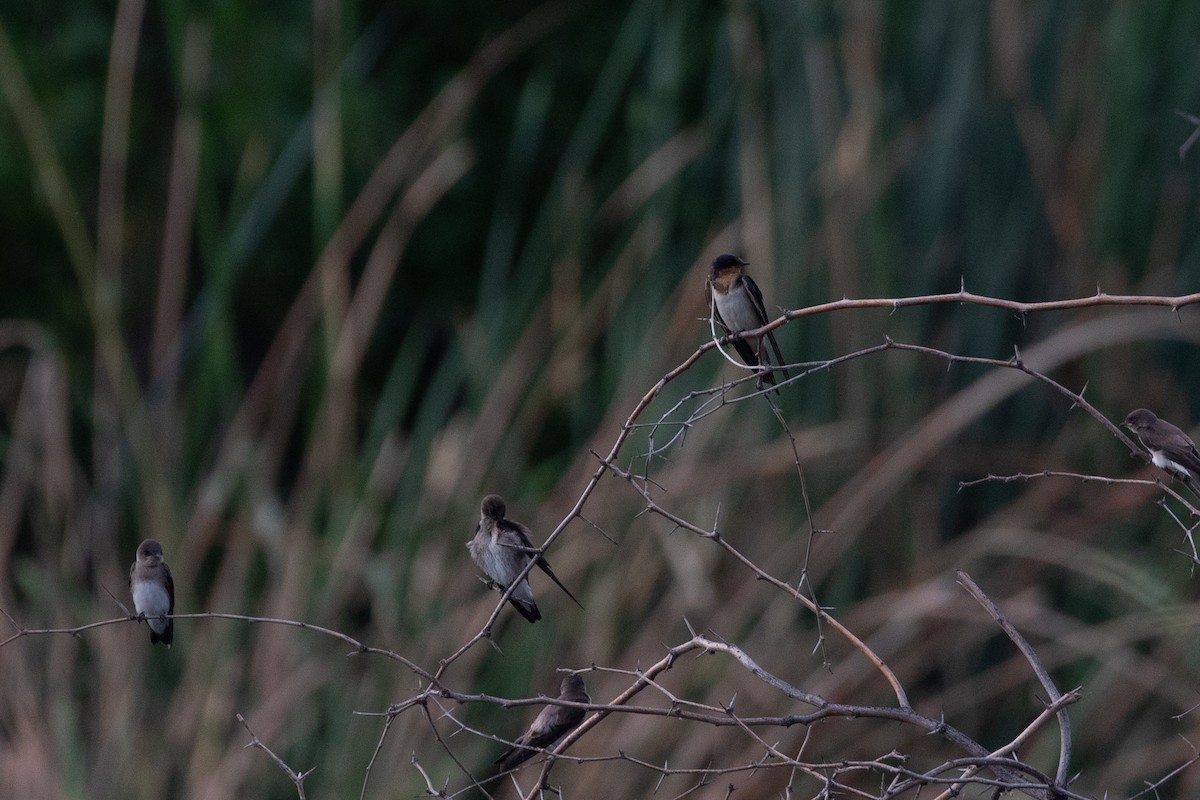 Barn Swallow - ML620825006