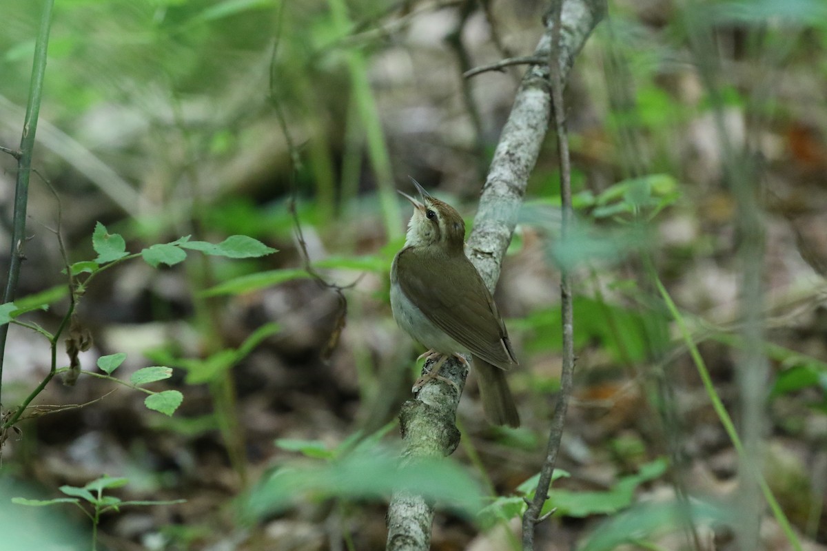 Swainson's Warbler - ML620825009
