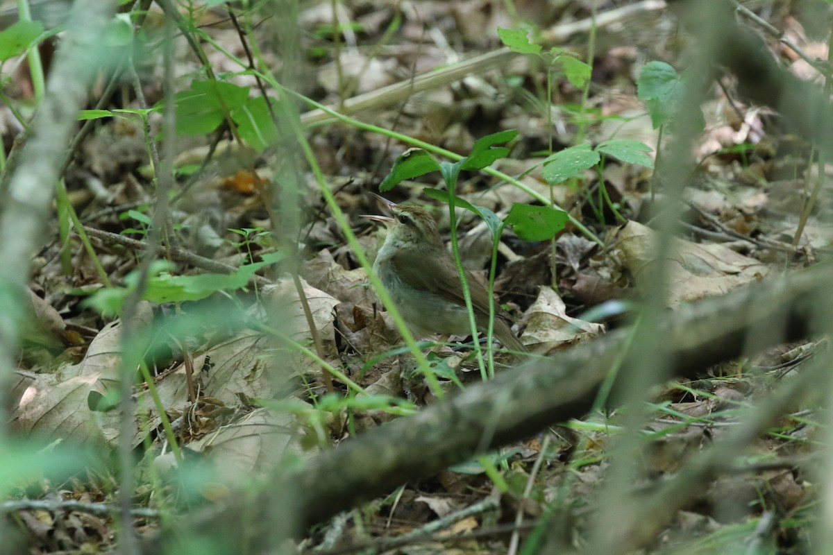 Swainson's Warbler - ML620825013