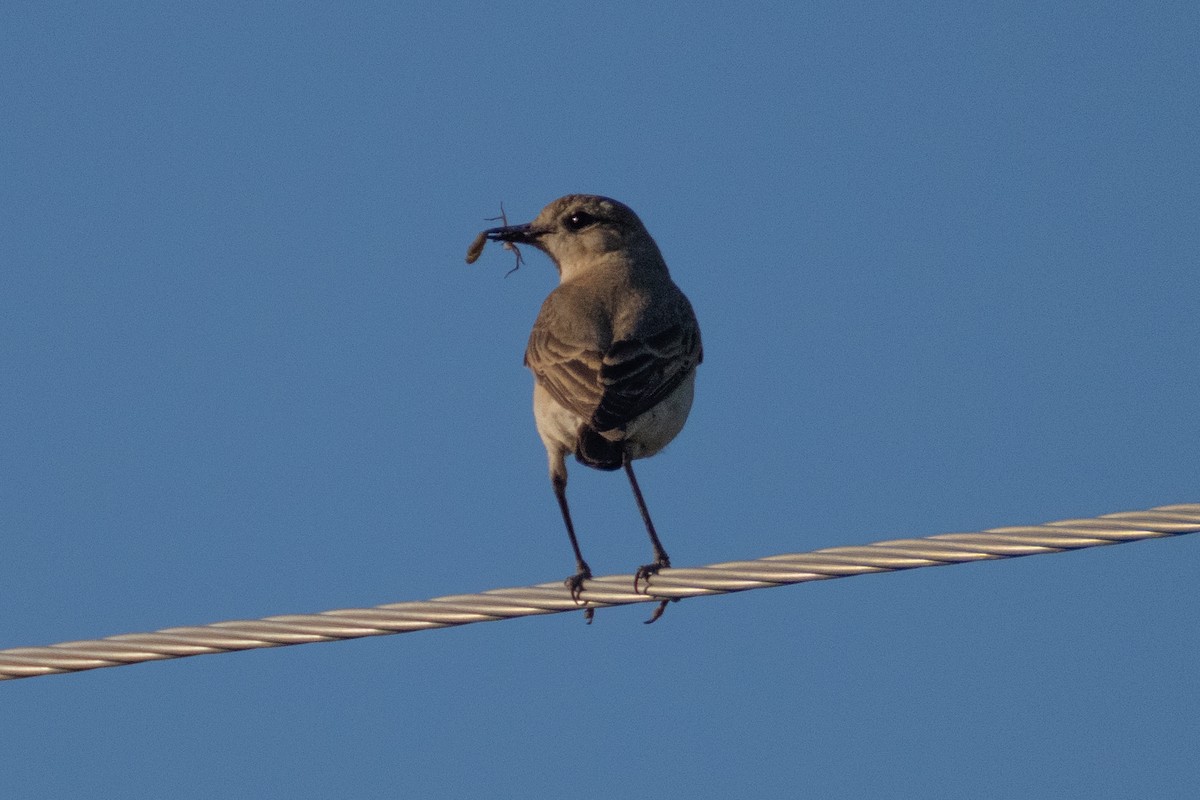 Isabelline Wheatear - ML620825014